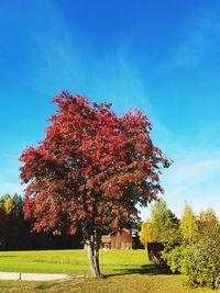 Low angle view of tree against sky during autumn