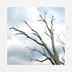 Close-up of bare tree against sky