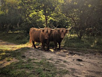 Cow standing in a field