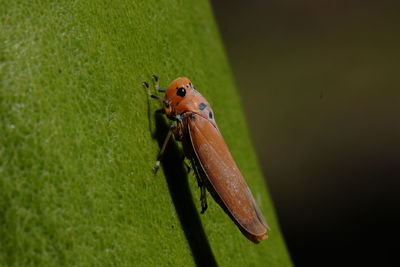 Close-up of insect on leaf