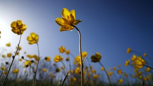 Close-up of yellow flowering plant against clear sky