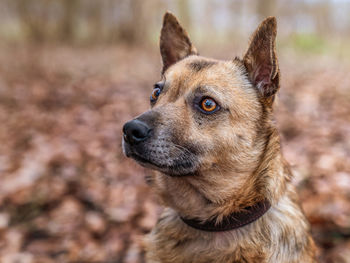 Close-up portrait of a dog looking away