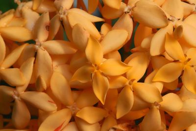 Full frame shot of yellow flowering plant
