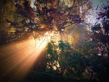 Trees in forest during autumn