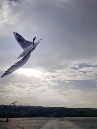 Bird flying over sea against sky during sunset