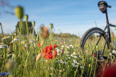 Close-up of flowering plants on field against sky