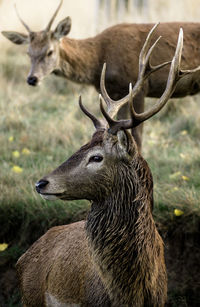 Close-up of deer