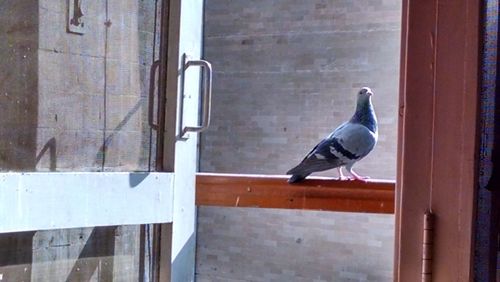 Pigeon perching on wall