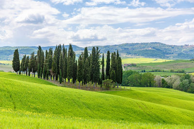 Cypress grove of trees in a rural italian landscape