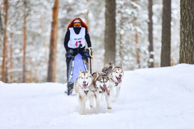 View of a dog on snow covered land