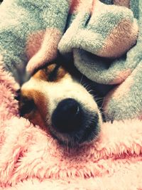 Close-up of dog relaxing on bed