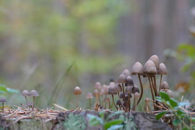 Close-up of mushroom growing on field