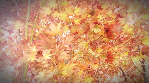 Full frame shot of flowering plant