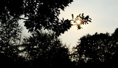 Low angle view of silhouette trees against sky