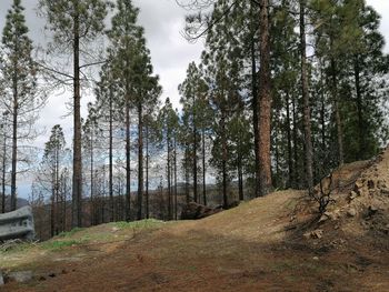 Dirt road amidst trees in forest against sky