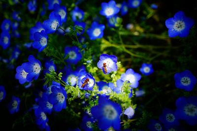 Close-up of purple flowers blooming