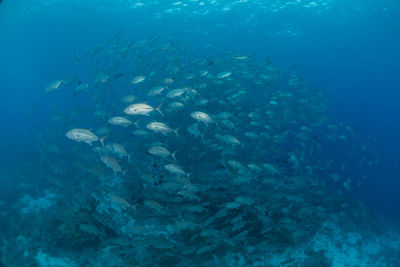 High angle view of fish swimming in sea