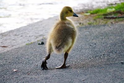 Gosling on footpath