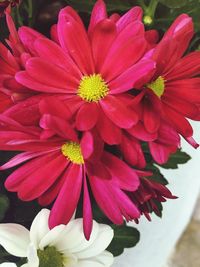 Close-up of pink flowers