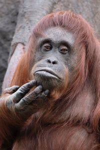 Portrait of monkey in zoo