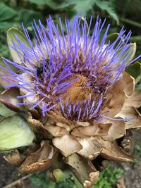 Close-up of purple flowers blooming outdoors