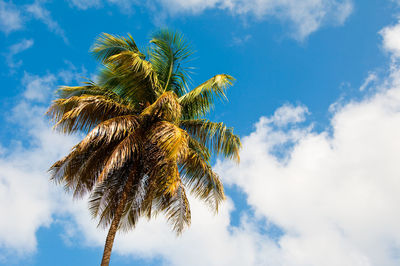 Low angle view of palm tree against blue sky