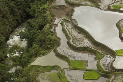 High angle view of river amidst trees