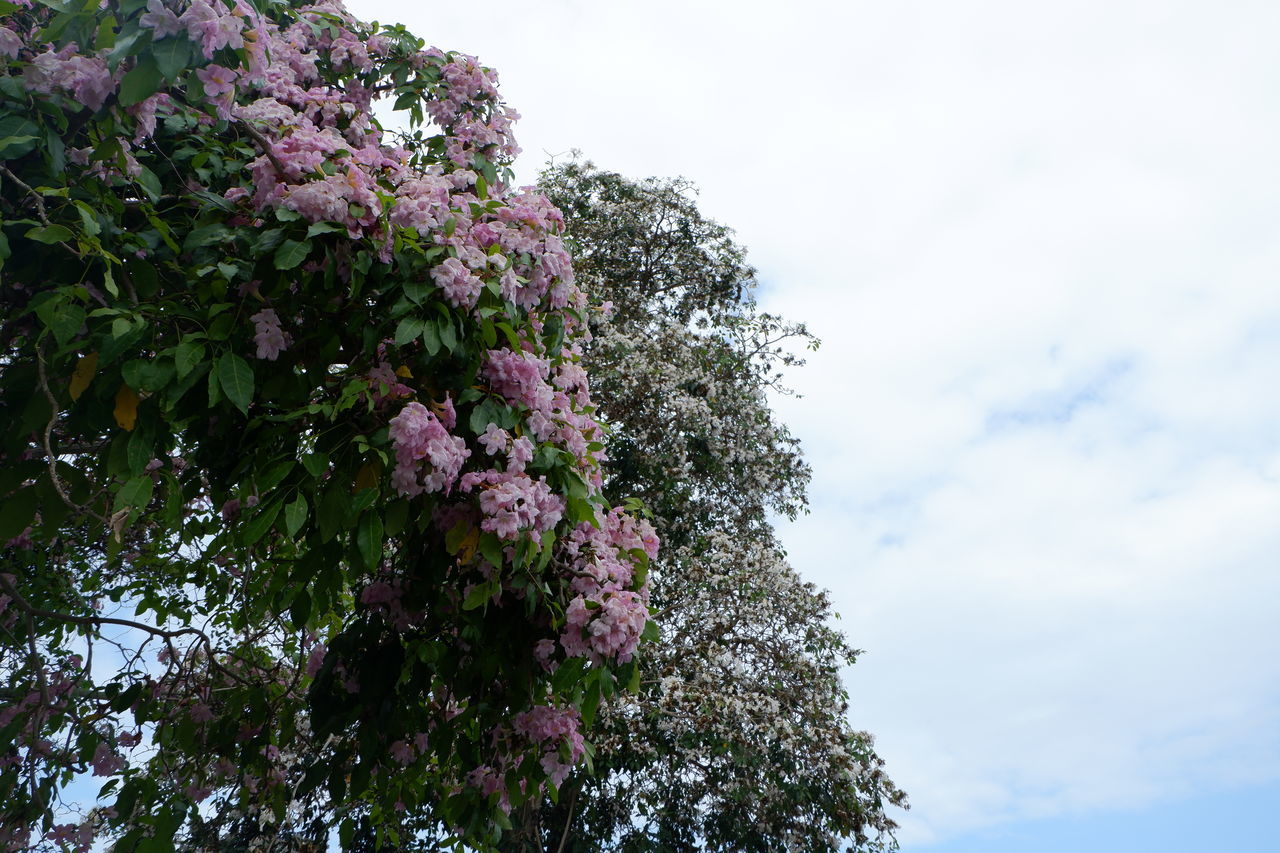 CLOSE-UP OF PINK FLOWERING PLANT AGAINST SKY