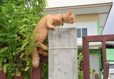 Cat sitting on a wall