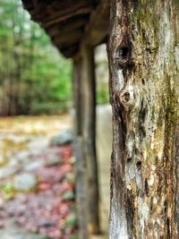 Close-up of tree trunk in forest