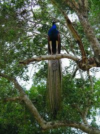 Low angle view of bird perching on tree in forest