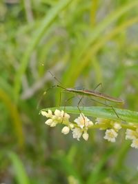 Close-up of insect on plant