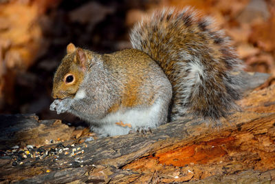 Close-up of squirrel on wood