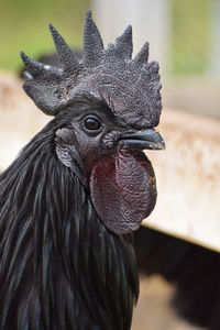 Close-up of a ayam cemani rooster