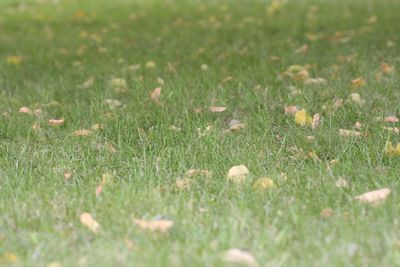 Full frame of leaves on field