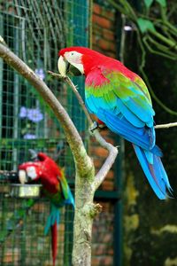 Bird perching on a parrot