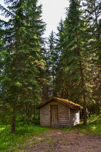 Low angle view of cottage amidst trees in forest