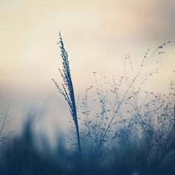 Plants growing on field