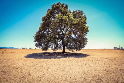 Tree on field against clear blue sky