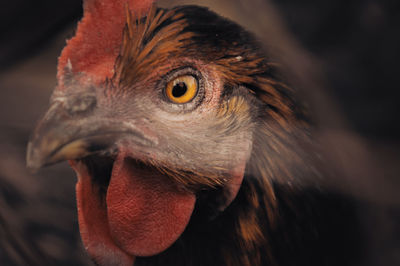 Chicken head close up