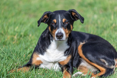 Portrait of black dog on field