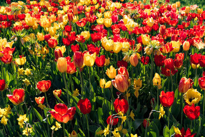 Full frame shot of multi colored tulips