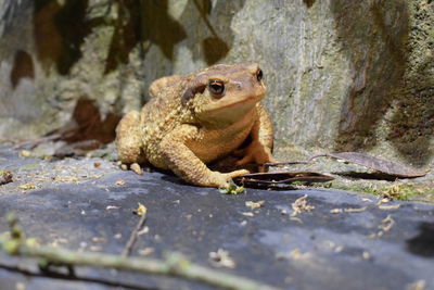 Close-up of frog on rock