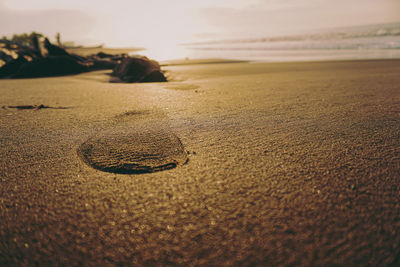 High angle view of sole on beach