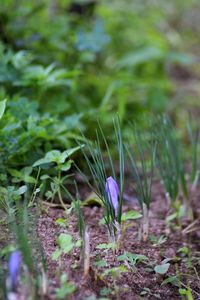 Close-up of crocus on field