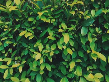 Close-up of plants