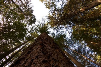 Low angle view of trees in forest