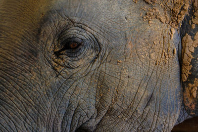 Close-up of elephant