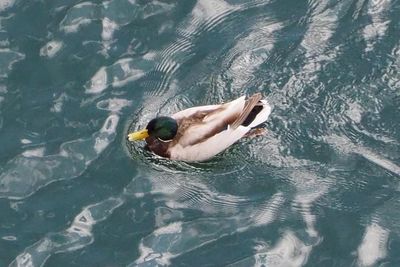 High angle view of man swimming in pool