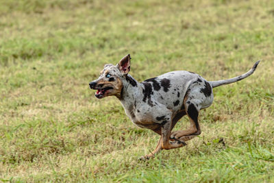 Catahoula